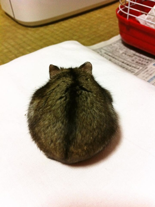 Illustration for article titled A Facebook Page Dedicated Entirely to Hamster Butts